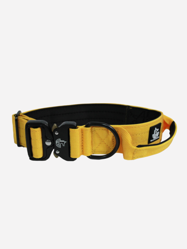 Collar 1.0 Yellow Mustard