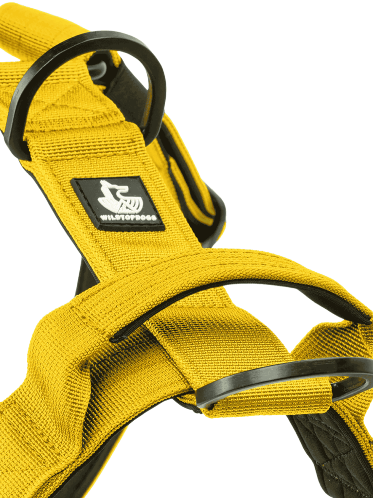 Arnes-Born-Wild-amarillo-detalle-1 para perros wtd