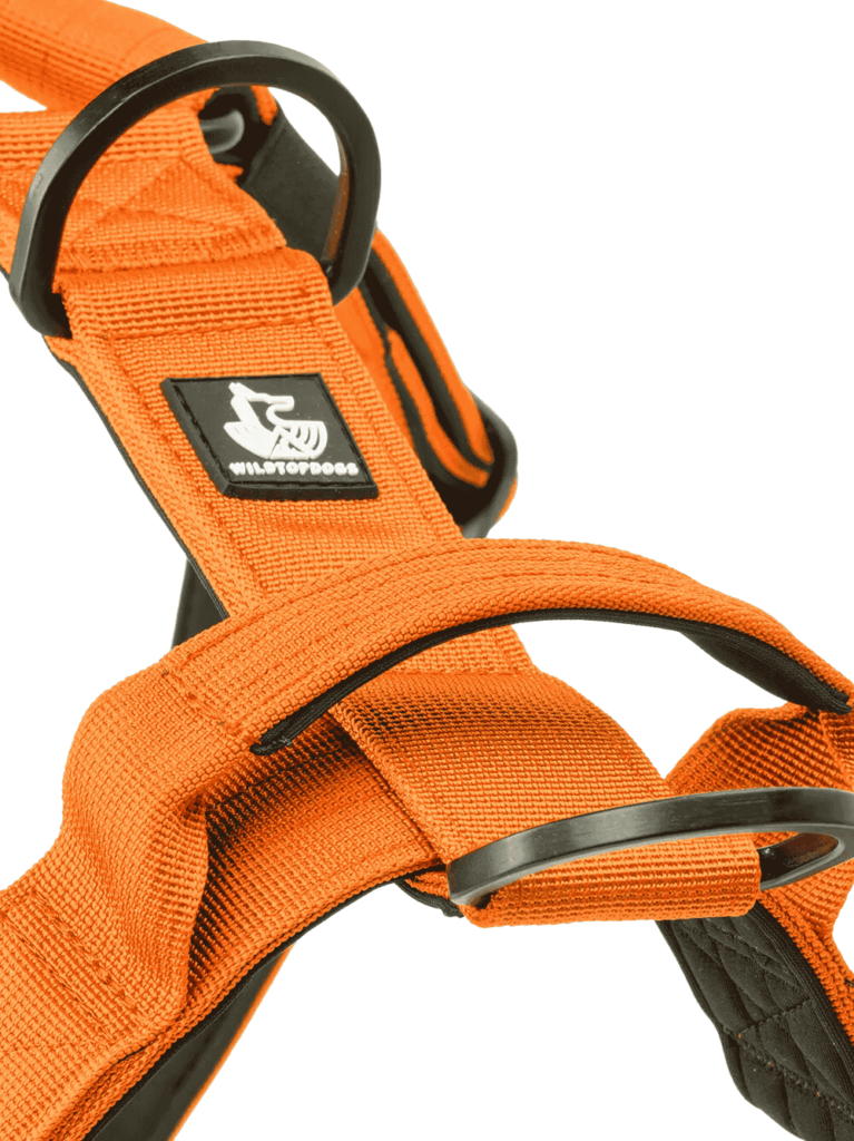 Arnes-Born-Wild-naranja para perros wtd